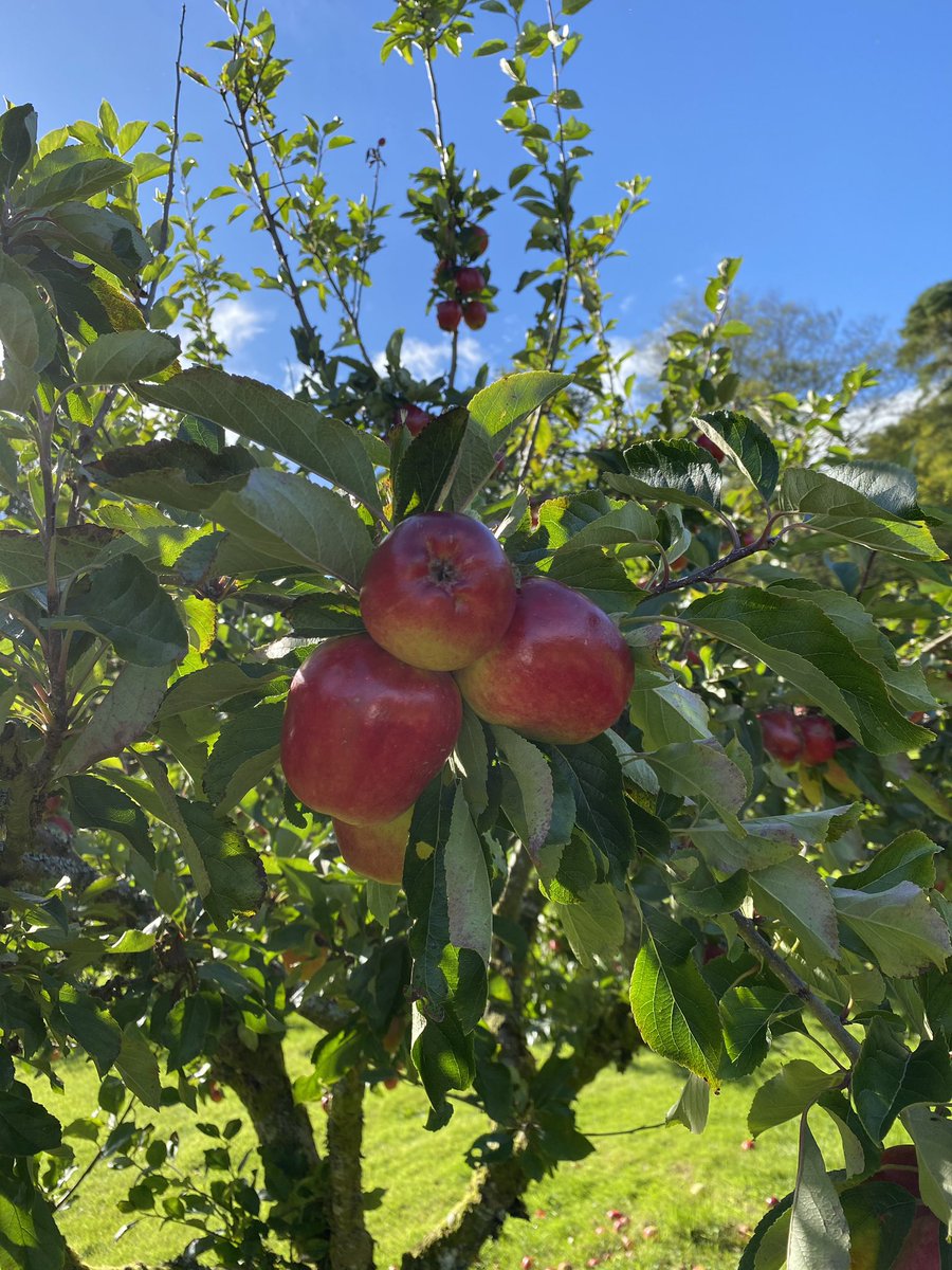 MissMacFadyen's tweet photo. Miss MacFadyen has spent the afternoon picking apples in the community orchard on the Isle of Bute, hopefully we will get to use some of them in the next couple of weeks in school.#Sustainability #scottishproduce #backtocooking https://t.co/H90XDwWixh