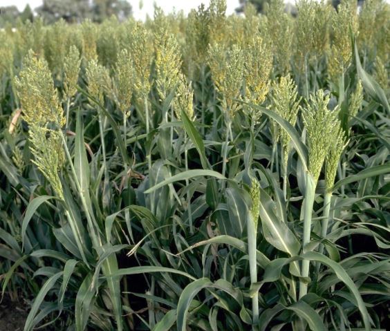 The jizz is much easier than this: Sorghum bicolor is a bigger plant (up to 2m in height), leaf width more than 2cm, and completely hairless leaf sheaths (left). Panicum miliaceum is up to 1m tall, has hairy leaf sheaths and leaf blades up to 1.8cm wide. (right)