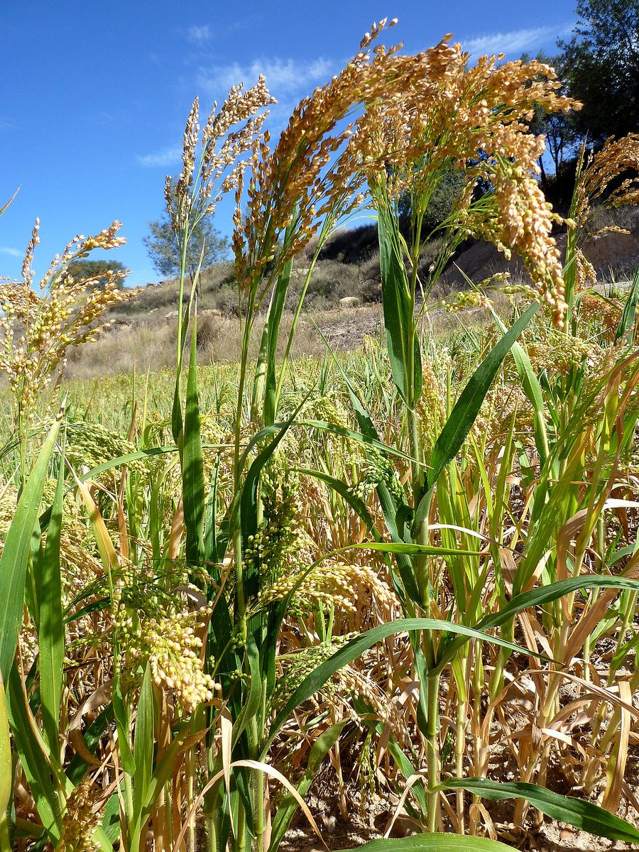 The jizz is much easier than this: Sorghum bicolor is a bigger plant (up to 2m in height), leaf width more than 2cm, and completely hairless leaf sheaths (left). Panicum miliaceum is up to 1m tall, has hairy leaf sheaths and leaf blades up to 1.8cm wide. (right)