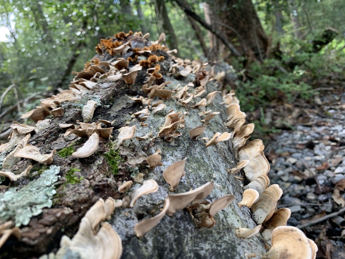 Mia4MD's tweet photo. Looking for fun outdoor activities to enjoy with the family this weekend? Checkout #MDDNR Park Quest!
https://t.co/4Vc2UmPZSB https://t.co/IDdvwy9dJS
