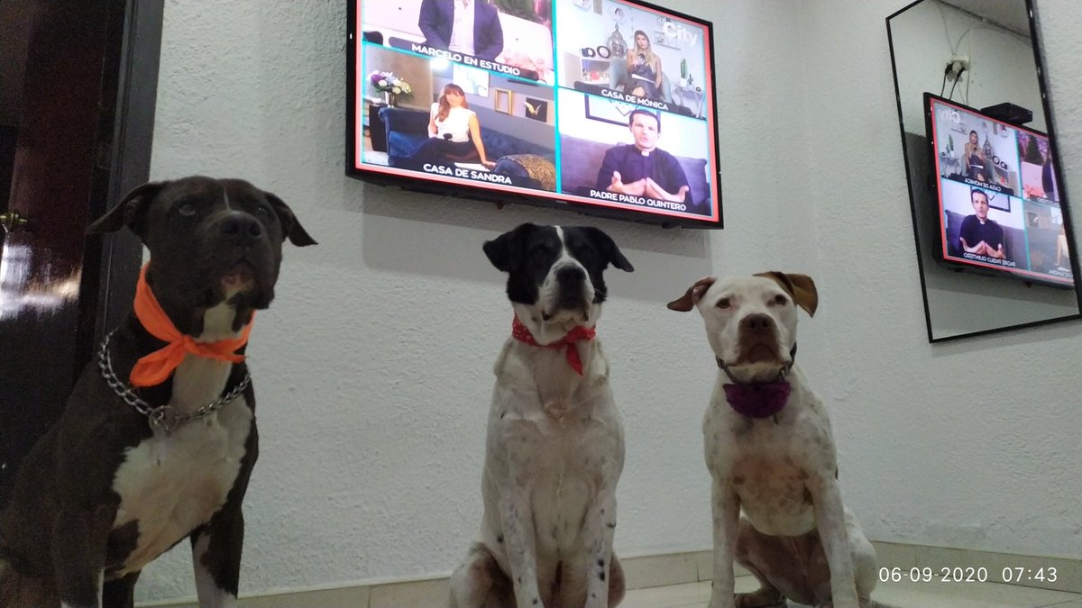 HugoSar92230467's tweet photo. @BravissimoCity #bravisimo2020
#diademascotas
Titus palomo y hope cuidando que nadie cambie de Canal https://t.co/8IIvoaMdaP