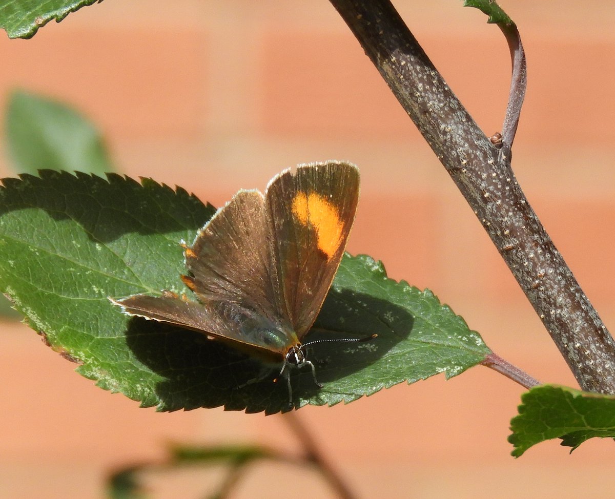 CJoseph81703790's tweet photo. Female Brown Hairstreak photographed in our garden in Redditch, Worcestershire today. First sighting in this location. Fantastic to see! @WorcsWT  @savebutterflies @ukbutterflies https://t.co/O2009VHLZd
