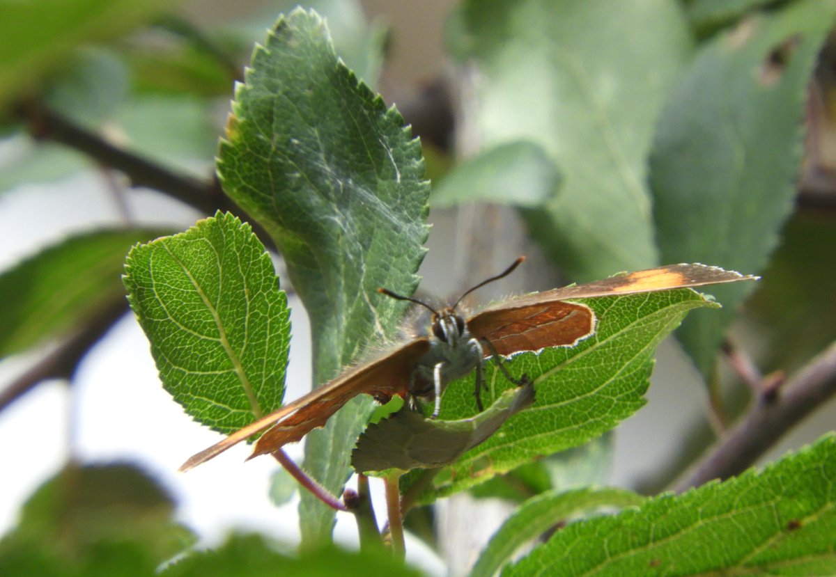CJoseph81703790's tweet photo. Female Brown Hairstreak photographed in our garden in Redditch, Worcestershire today. First sighting in this location. Fantastic to see! @WorcsWT  @savebutterflies @ukbutterflies https://t.co/O2009VHLZd