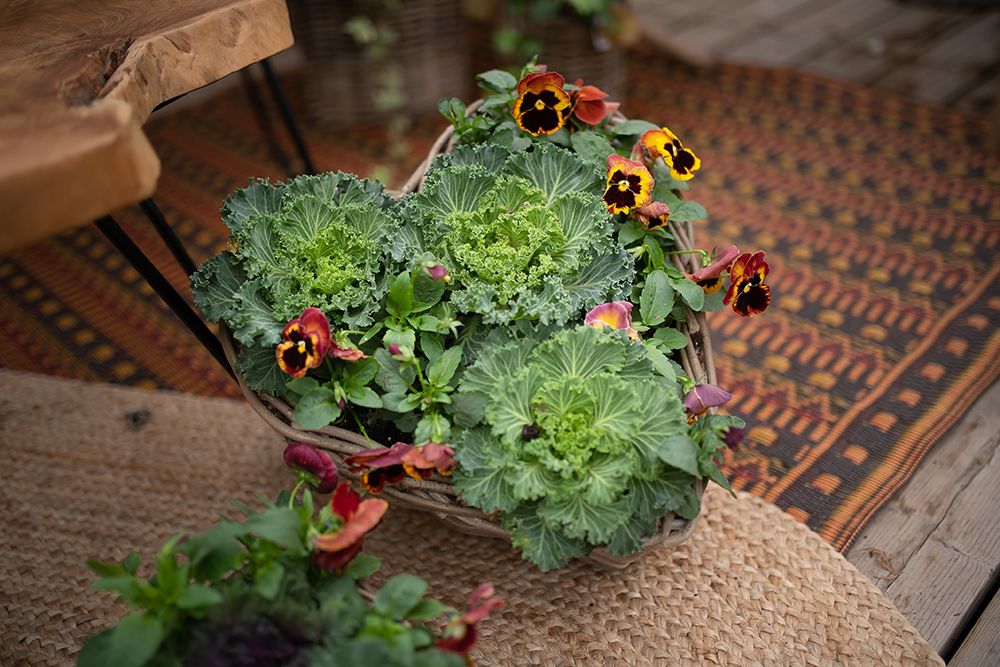 WestCoastGarden's tweet photo. LOVE this fall planter - Autumn Poetry - with pansies and ornamental cabbage - perfect for the season ❤️🧡💛 Grab one online or in-store
https://t.co/RvJecV9HzA
#fall #autumn #southsurrey #gardening #fallpatio #surreybc #vancouver #portcoquitlam #portmoody https://t.co/WslCBUOHKa