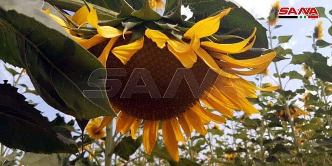 Arab_Intel's tweet photo. 🌻 🇸🇾 | Un peu de douceur dans ce monde de takfiristes ! Retour de la culture de tournesol à #Ghab en #Syrie. https://t.co/6KgPQUx5Kg