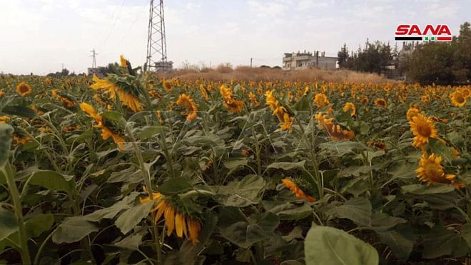Arab_Intel's tweet photo. 🌻 🇸🇾 | Un peu de douceur dans ce monde de takfiristes ! Retour de la culture de tournesol à #Ghab en #Syrie. https://t.co/6KgPQUx5Kg