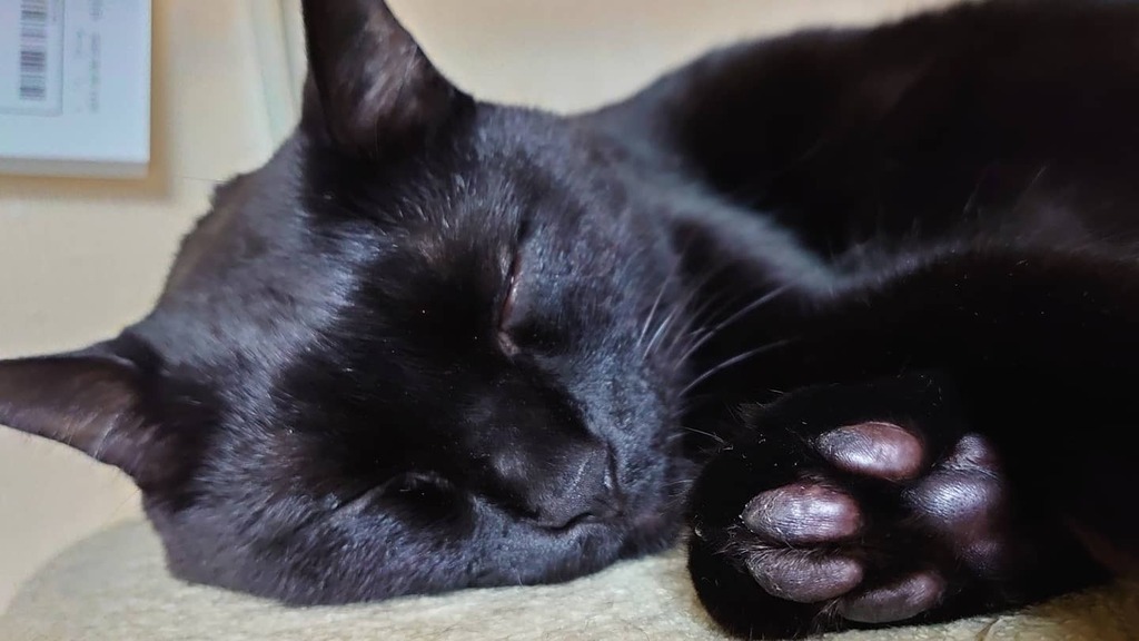yasuineko_ch's tweet photo. いちくんの #肉球 🐾
#ねこ #くろねこ #クロネコ #にゃんこ #ねこすたぐらむ #ねこのいる暮らし #猫 #黒猫 #cat #blackcat #catstagram #cats_of_instagram #instagood #followcats #猫好きさんと繋がりたい https://t.co/J3ywntJgQR https://t.co/rYHmvgPc86