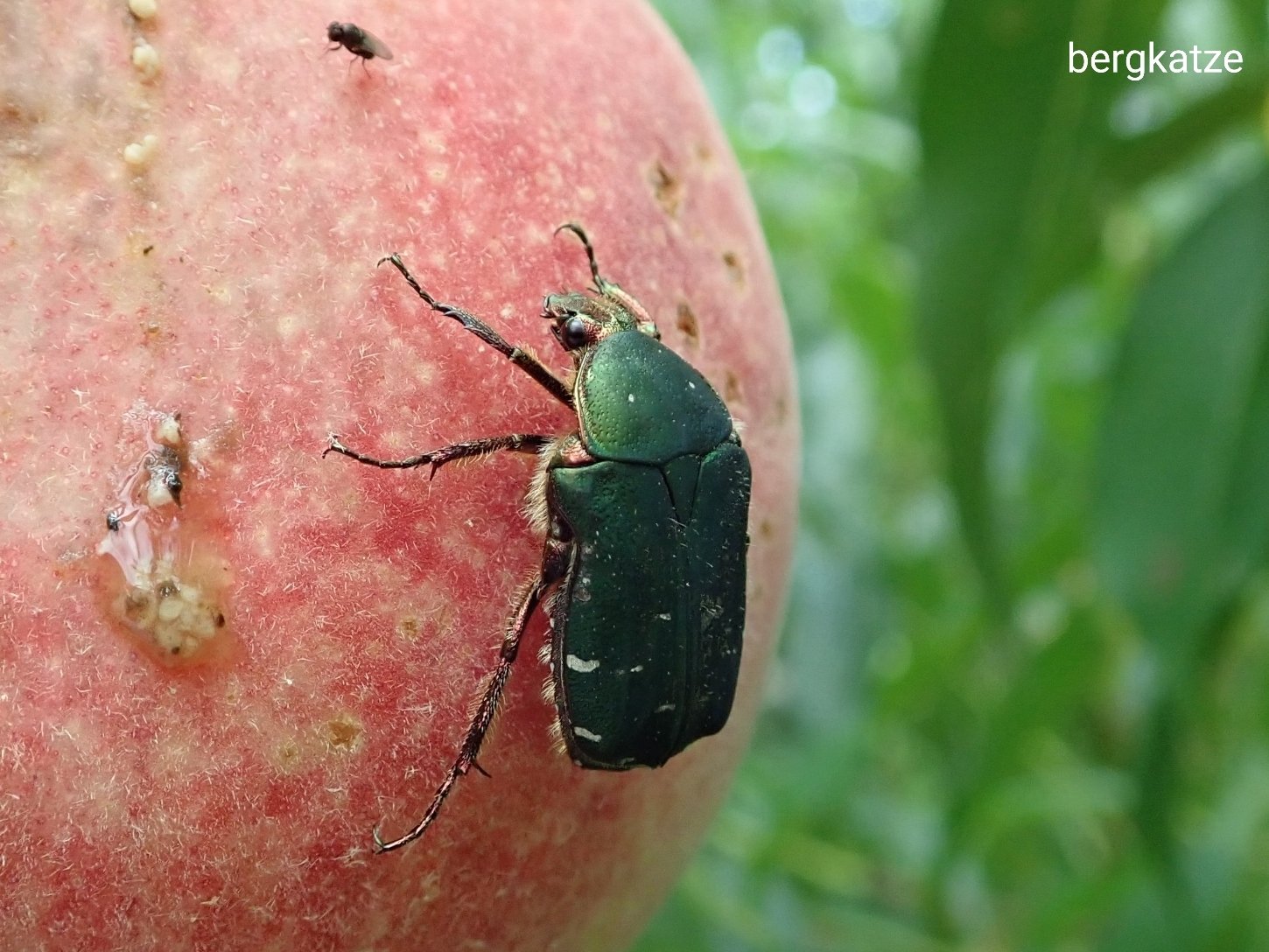 Bergkatze べるくかっつぇ アオハナムグリ基亜種 Cetonia Eucetonia Roelofsi Roelofsi Harold 10 クロハナムグリ Glycyphana Glycyphana Fulvistemma Motschulsky 1860 鞘翅 コガネムシ科 アオハナムグリ クロハナムグリ T Co Bergkatze べるくかっつぇ アオハナムグリ基亜種 Cetonia Eucetonia Roelofsi Roelofsi Harold 10 クロハナムグリ Glycyphana Glycyphana Fulvistemma Motschulsky 1860 鞘翅 コガネムシ科 アオハナムグリ クロハナムグリ T Co