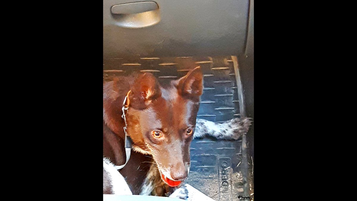 OzgunSozuer's tweet photo. https://t.co/Fxme8yi6RP
#zerdava #primitivedog #landracedog #турецкаялайка #localdogs #karadenizveinsan #16x9_dogs #dogsoftwitter #500pxrtg #ThePhotoHour #dailyphoto #PintoFotografía #thePhotoNow #yourshot #photooftheday @PicPublic #photoHDR #FotoRshot https://t.co/qn2KSUpPno