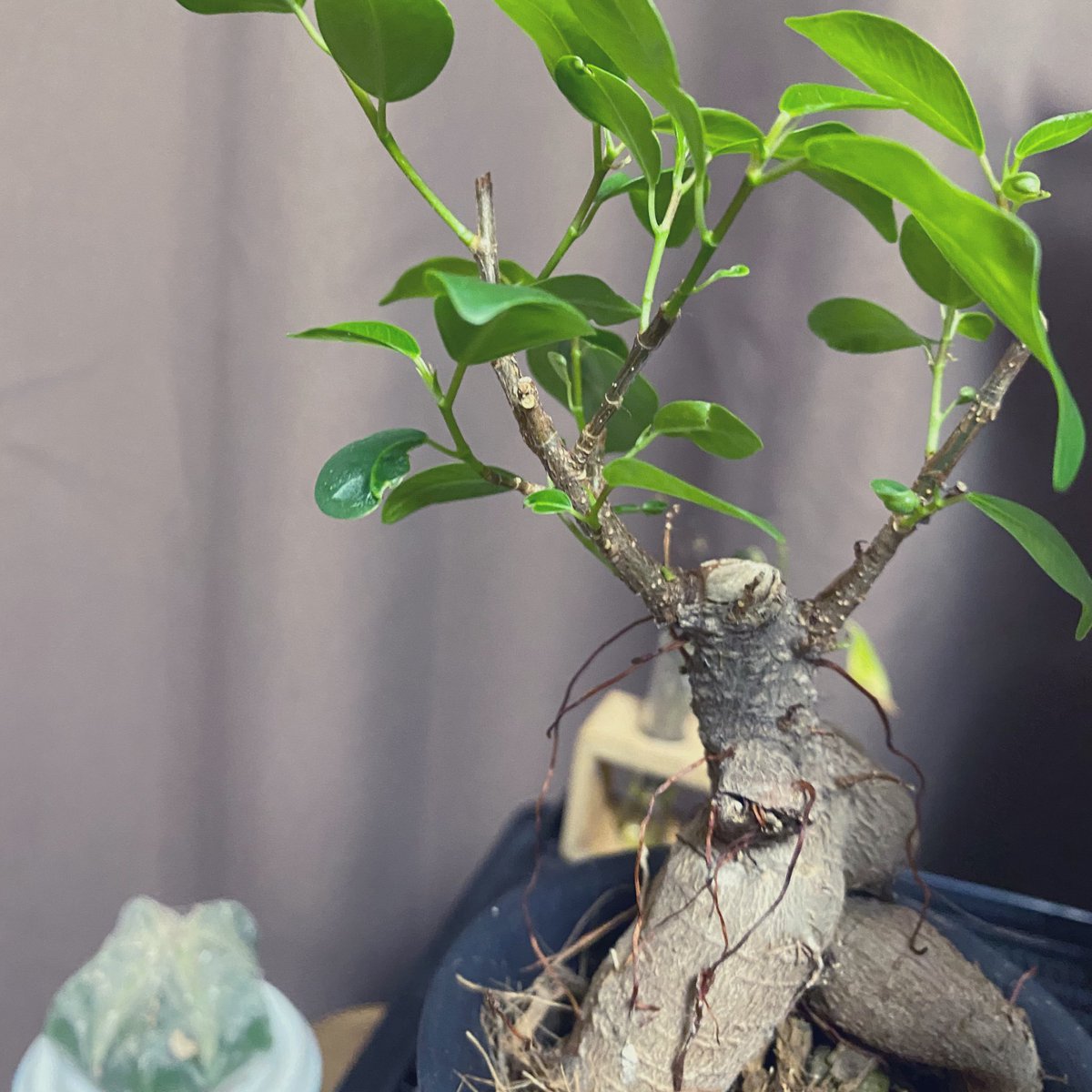 ゆず フクモモとレオパと多肉 あれから2週間くらいでここまで復活しました ガジュマル凄すぎ