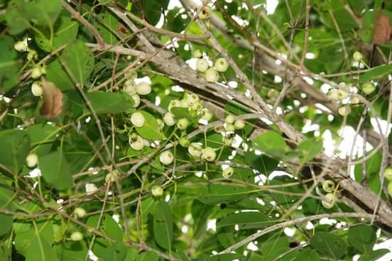 SirakukalT's tweet image. கிளிநொச்சியில் அரியவகை வெள்ளையின நாவல் மரம்!