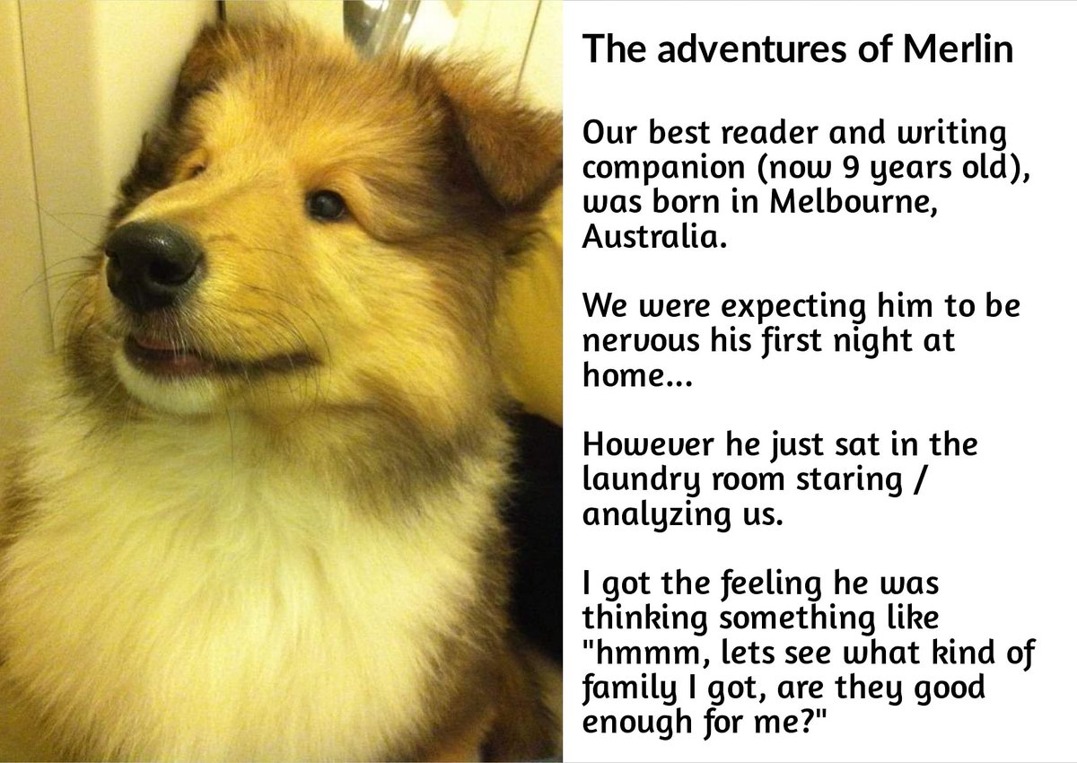 desperatechron's tweet photo. Merlin was born in Melbourne, Australia.
We find his personality unique, so decided to tell some of his adventures every Sunday. Check out the image to read about his first day with us.
#desperatechronicles #collie #collielovers #puppylove #firstdayhome #welcomehome #furrybaby https://t.co/3HoomwRYlK