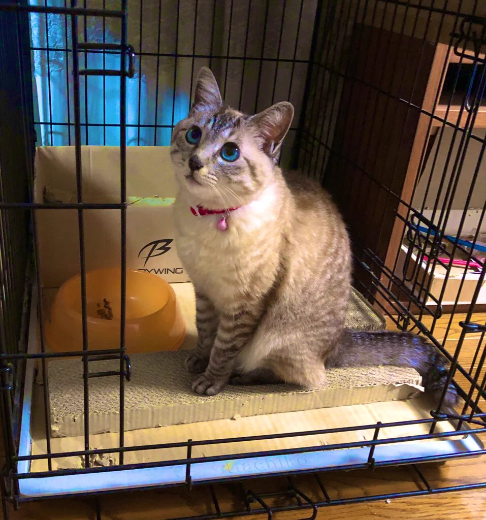 @nyantostos やっぱりそうでしたか。
いちいち呼ばなくてもゴハン出してよね
と言わんがばかりにいつも黙ってゴハンを待つ愛猫ナツです 