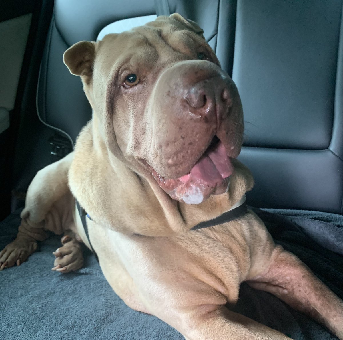 It’s taken nearly a year to get there, but this boy was confident enough to say hello to so many other dogs in the park today 🐶
