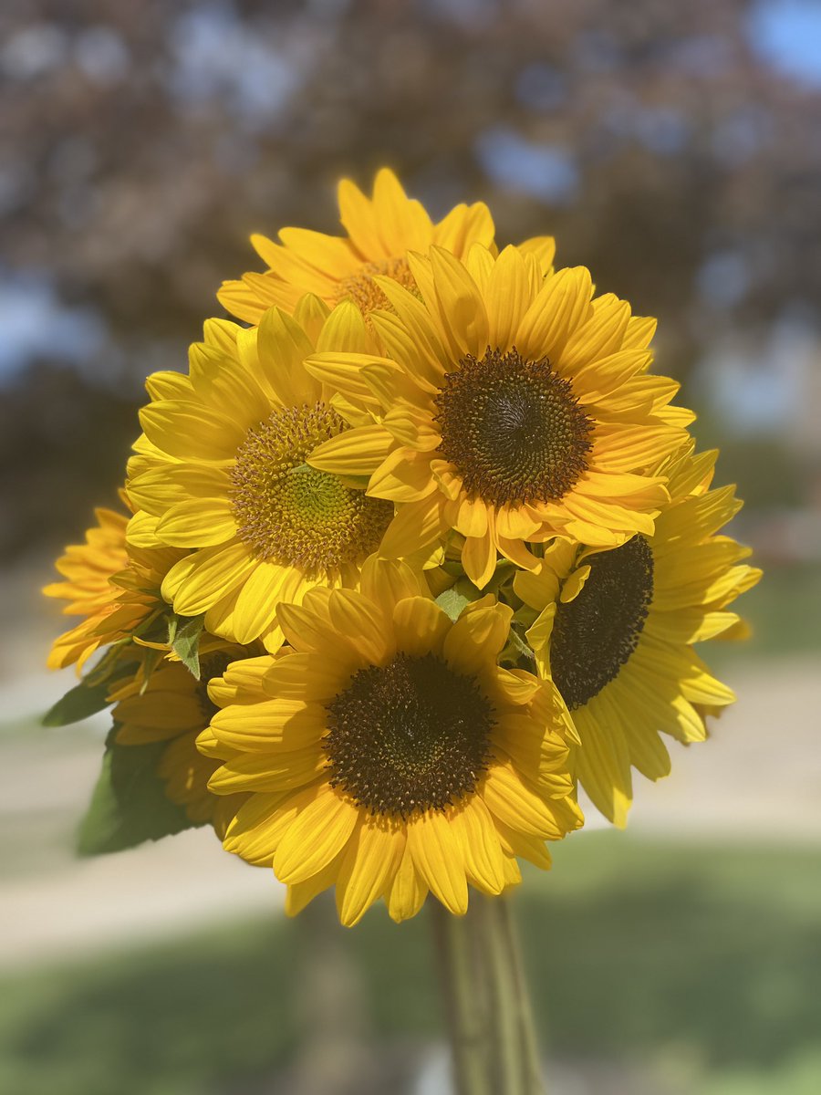myspoiledgecko's tweet photo. These were too beautiful to pass up 😍 🌻 #naturesbeauty https://t.co/AkPHfKiQEg
