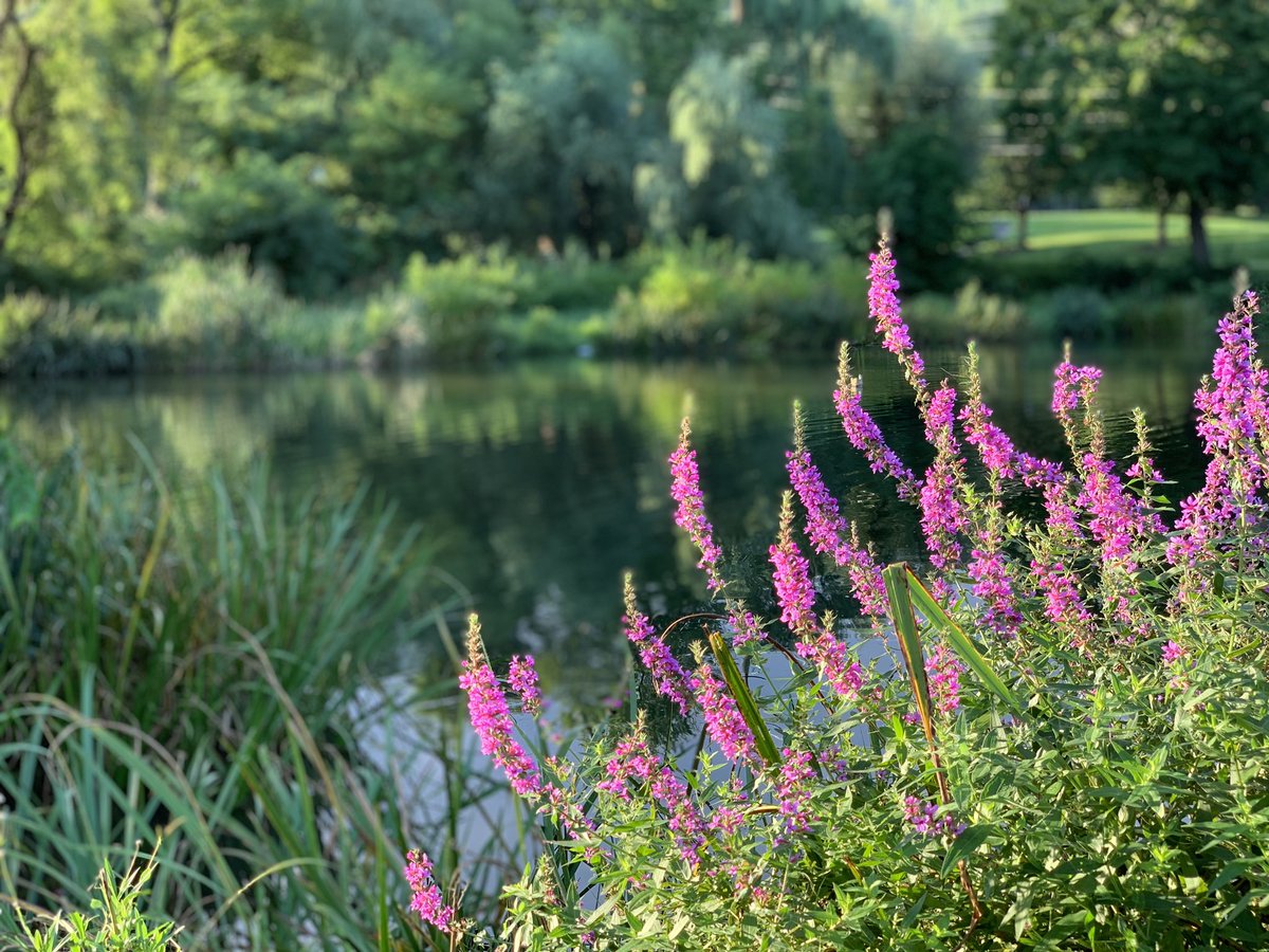 TrueBlueOtd's tweet image. Some pics from our pro-staffer @youngthepirate - nice bass caught using a Googan Krackin’ Craw! The views aren’t too bad either!! 

#bassfishing | #fishinglife | #Googan