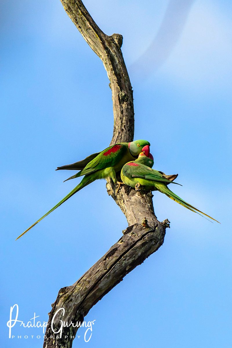 iKarmath's tweet photo. Love is definitely in the air! Alexandarine Parakeet! #birding #Nepal Photo: Pratap Gurung #lockdown #virtualBirding https://t.co/tN6WiHKcBj