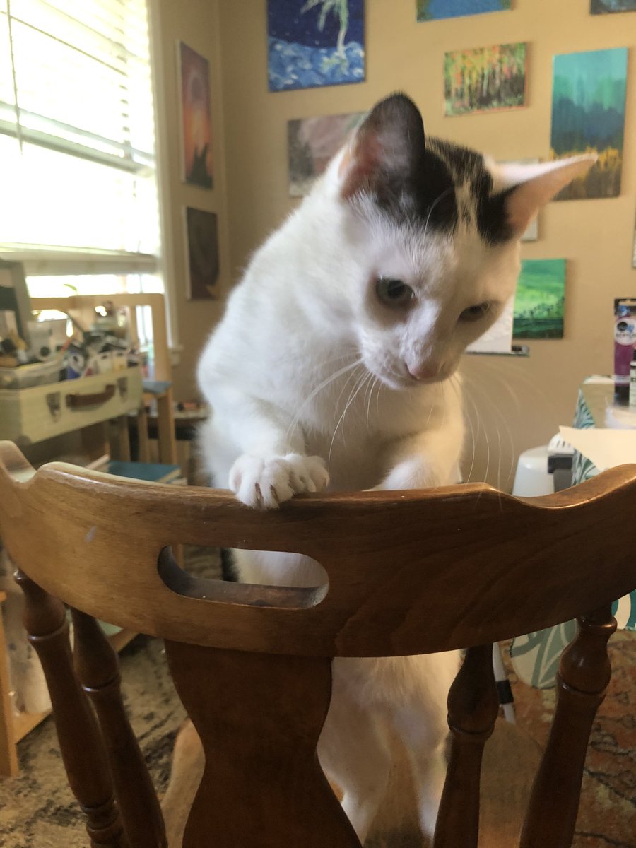 Inadvertantview's tweet photo. @Navilez1 Welcome to #CatsOfTwitter #happySumday https://t.co/o73gdm4GOQ