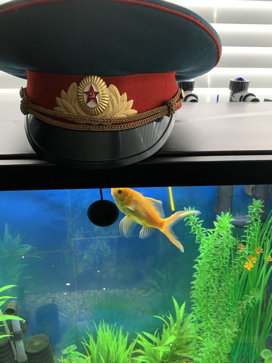 Ian_A_MacDonald's tweet photo. Yesterday I bought #KMac a #Soviet era military hat. This is a photo of #JerryTheDrivewayFish wearing it. #TeamMacDonald https://t.co/jXOlD3wVTA