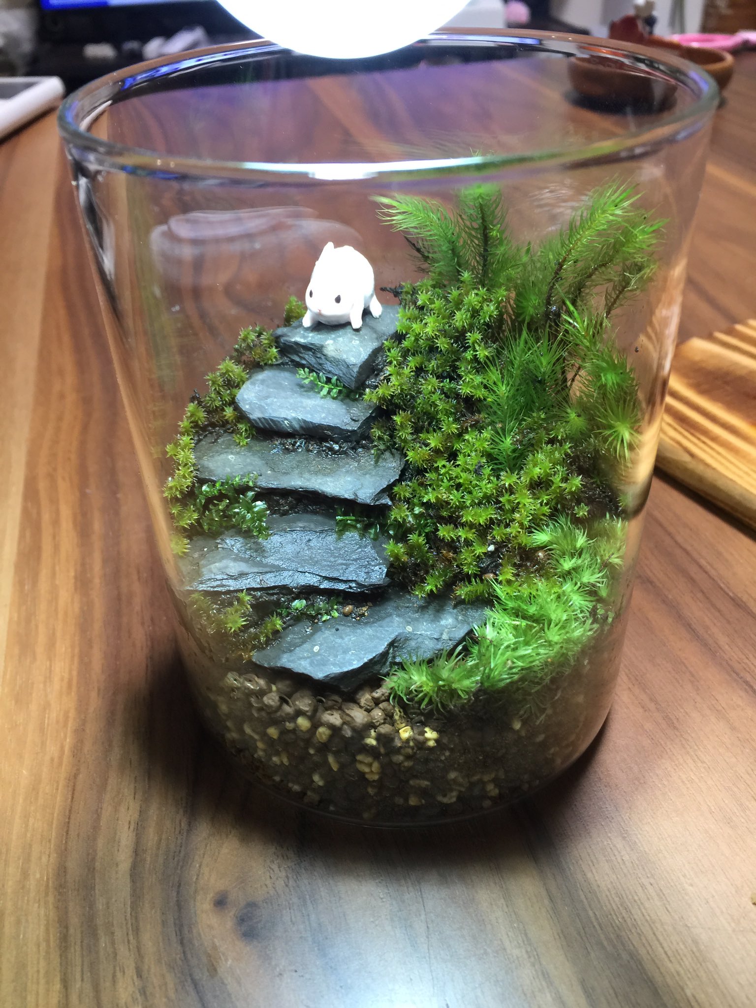 478 苔リウム ダイソーのガラス瓶 0円 で階段作ってみたけど 苔を植えていると時間を忘れる 苔 Soil 造形くんもどき 山で採取石 買いすぎた苔達 ボトル第1号 苔やsoilなど残量考えたらまだまだ作れるね T Co D9iwesf7mj Twitter