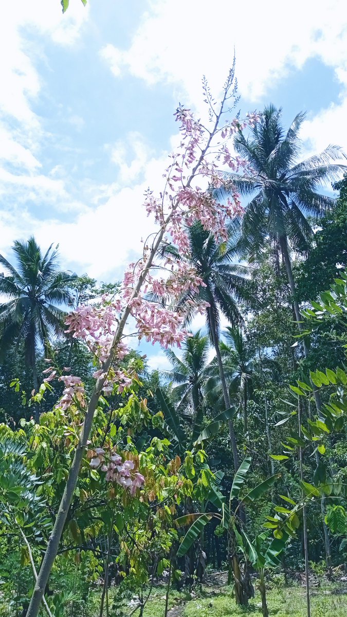 attieng's tweet photo. Bunga sakura dengan kearifan lokal https://t.co/mUABnyYbFG