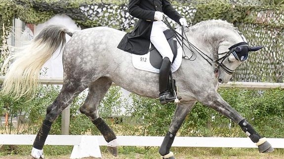 AcademicEquitat's tweet photo. 👉Grand Prix #dressage judges focus more on foreleg action than on the head and neck position in #horses🐴, a study by Wolframm et al. (2011) involving eye-tracking software reveals. 
#equine #horsemanship #equitation #AnimalWelfare #science #horse #cheval #cavallo #pferde https://t.co/VzF7Pl4nud