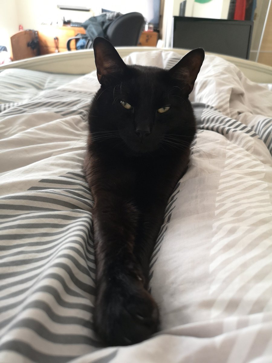 paws_sir's tweet photo. Lazy Sunday with my hooman whoes reading on the bed. #paws4overlord #fluffywrath #SundayMorning #lazysunday #BlackCat #booksforever https://t.co/P01g8QblaV