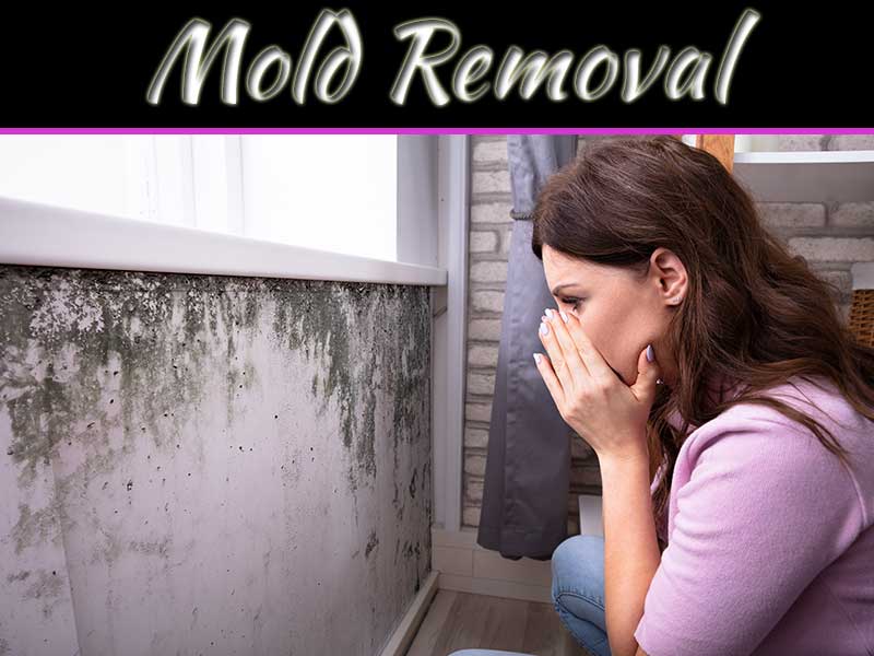 MyDecorative's tweet photo. 10 Tips For Getting Rid Of Mold In Your Home
#mold #fungus #environment #home #odorous #moldcontamination #moldcleanup
https://t.co/0OfLIlsj25 https://t.co/TuMlhxbBOs
