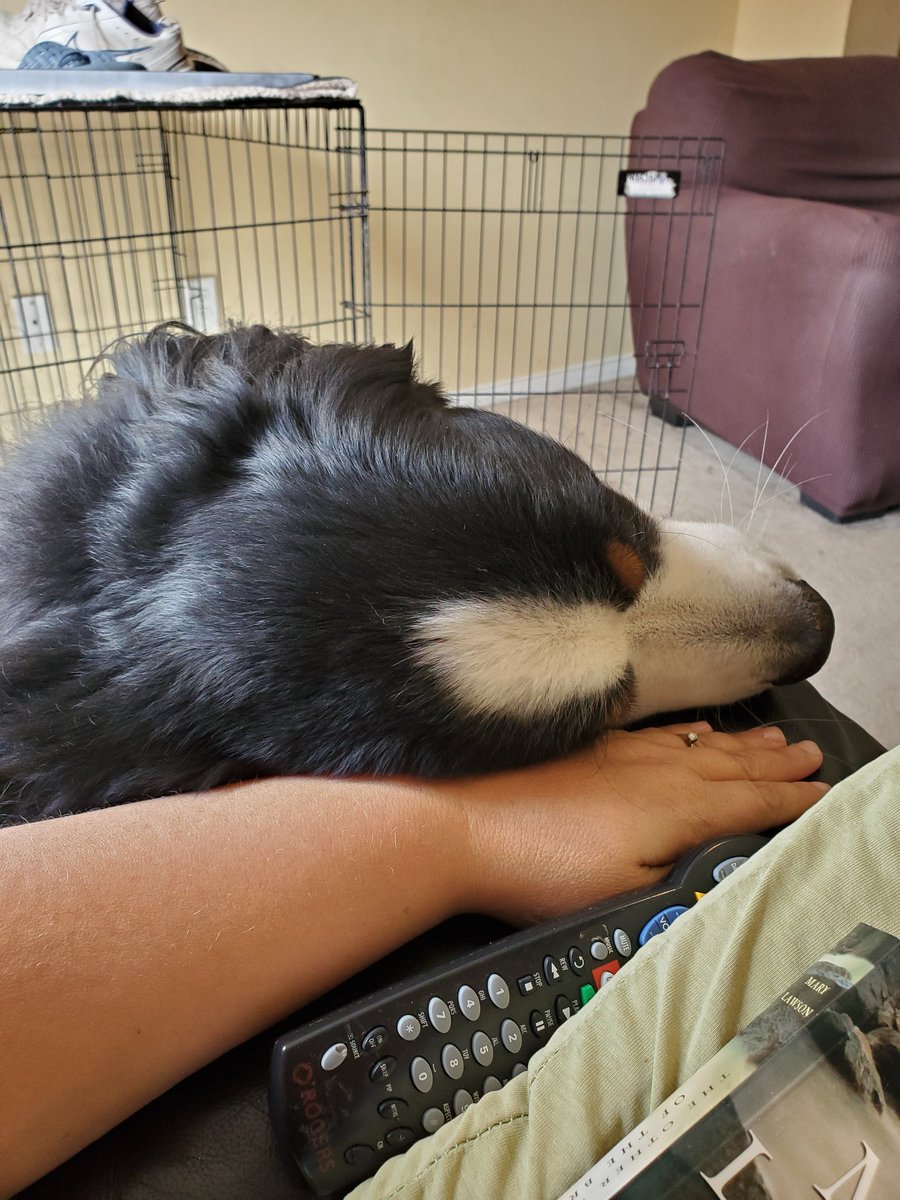 AjaxMom2011's tweet photo. Pet me, Mom!!!! #bernesemountaindog #needy #sockeater #doingmuchbetter https://t.co/kie4TjiyWs