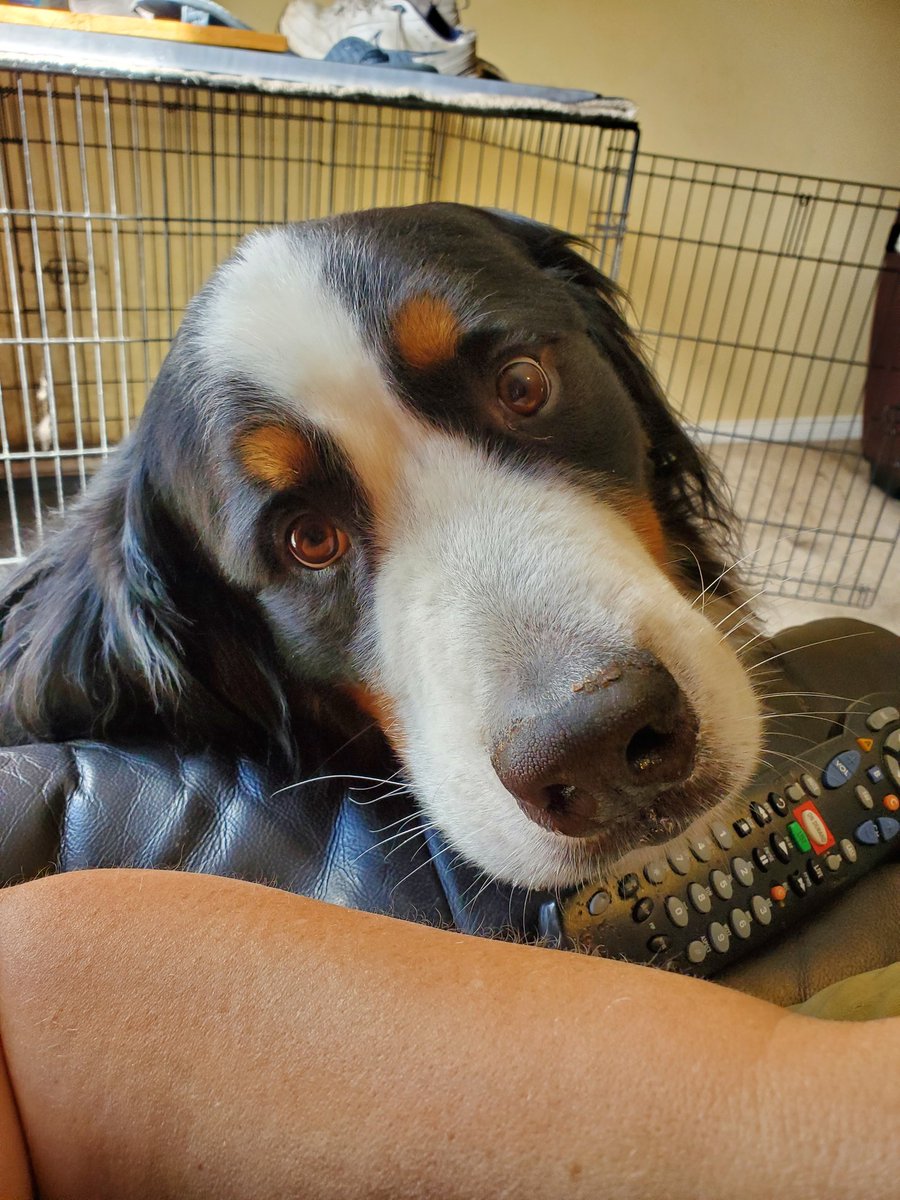AjaxMom2011's tweet photo. Pet me, Mom!!!! #bernesemountaindog #needy #sockeater #doingmuchbetter https://t.co/kie4TjiyWs