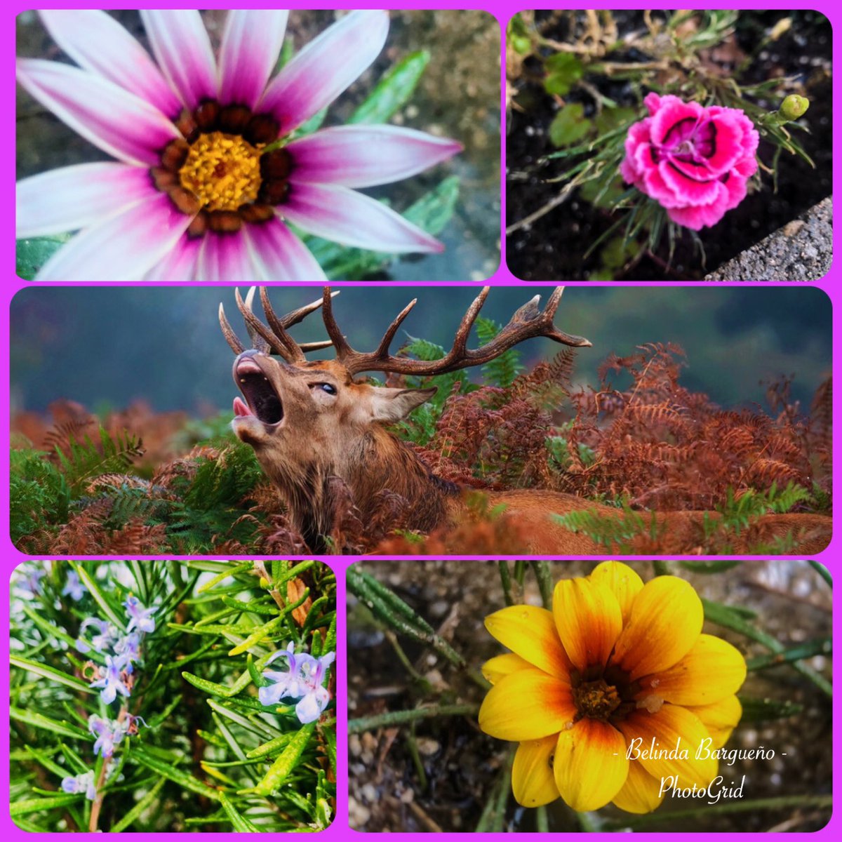 Septiembre... la puerta del Otoño... vuelven los colores, tras su ausencia en Agosto... el manto que arropa la berrea...