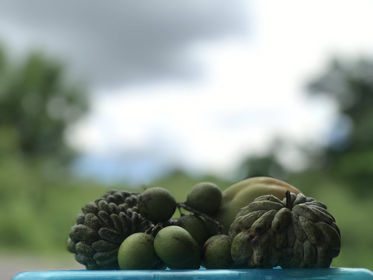 KrazieLunaK's tweet photo. Ripe and ready to eat 😋 

#CountryLiving #Mangoes #SugarApples #Guinep https://t.co/vE64xA8nnn