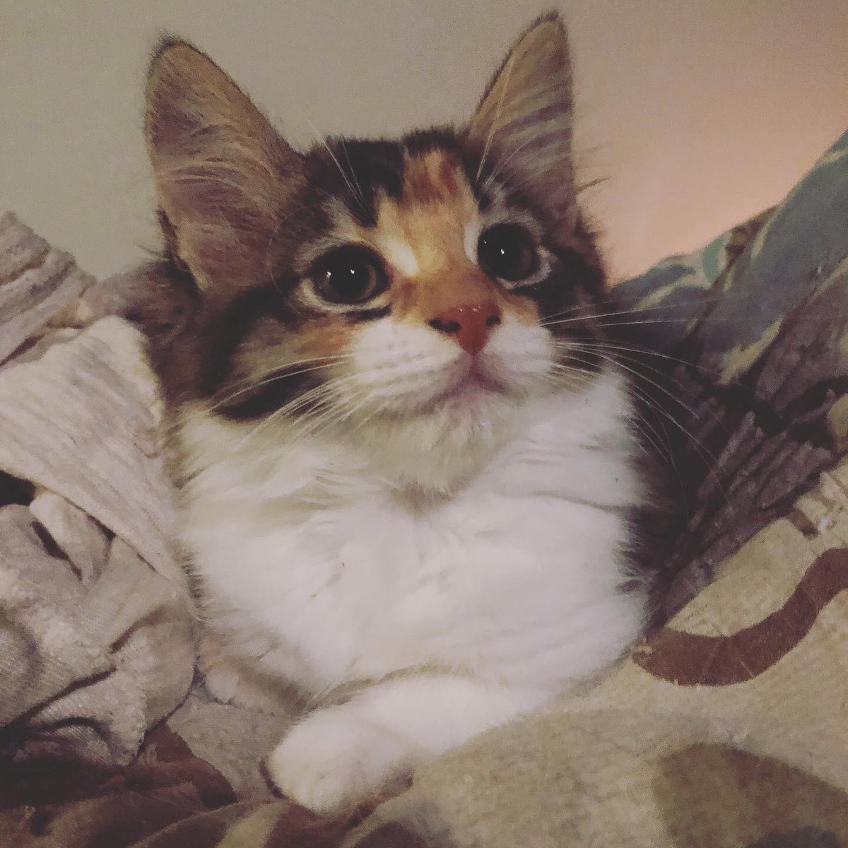 MeowMoeDotCom's tweet photo. No one #Smizes like a #Kitten
#Cats #Cat #Kittens #Kitten #Kitty #Pets #Pet #Meow #Moe #CuteCats #CuteCat #CuteKittens #CuteKitten #MeowMoe
https://t.co/FewqaRL5by https://t.co/Utlzb2WLHR