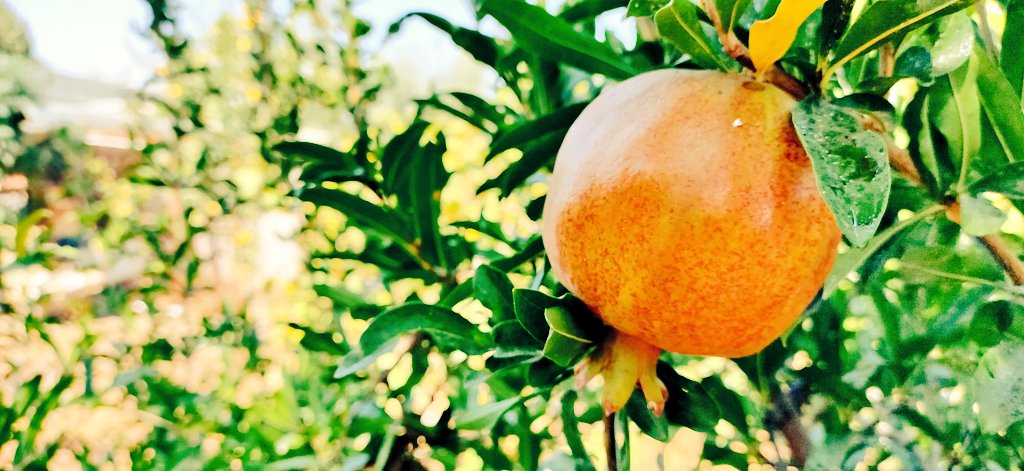 MuhammadBarznji's tweet photo. #pomegranate #هەنار #sitak
#photo/#me https://t.co/crA04IQI9h