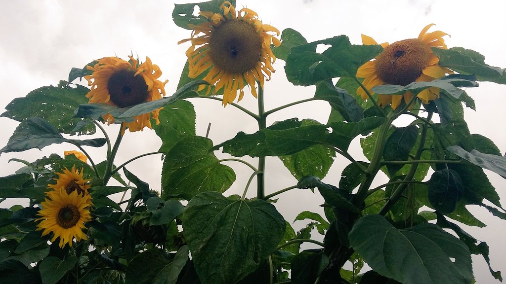 HolisticsPause's tweet photo. Some lovely sun(flowers), rustic garden inspiration &amp; cream tea (no picture available as it was so delicious) @Newtonfarmfoods today #SundayMorning #supportlocal @InBath https://t.co/Bo0Bo97j1V