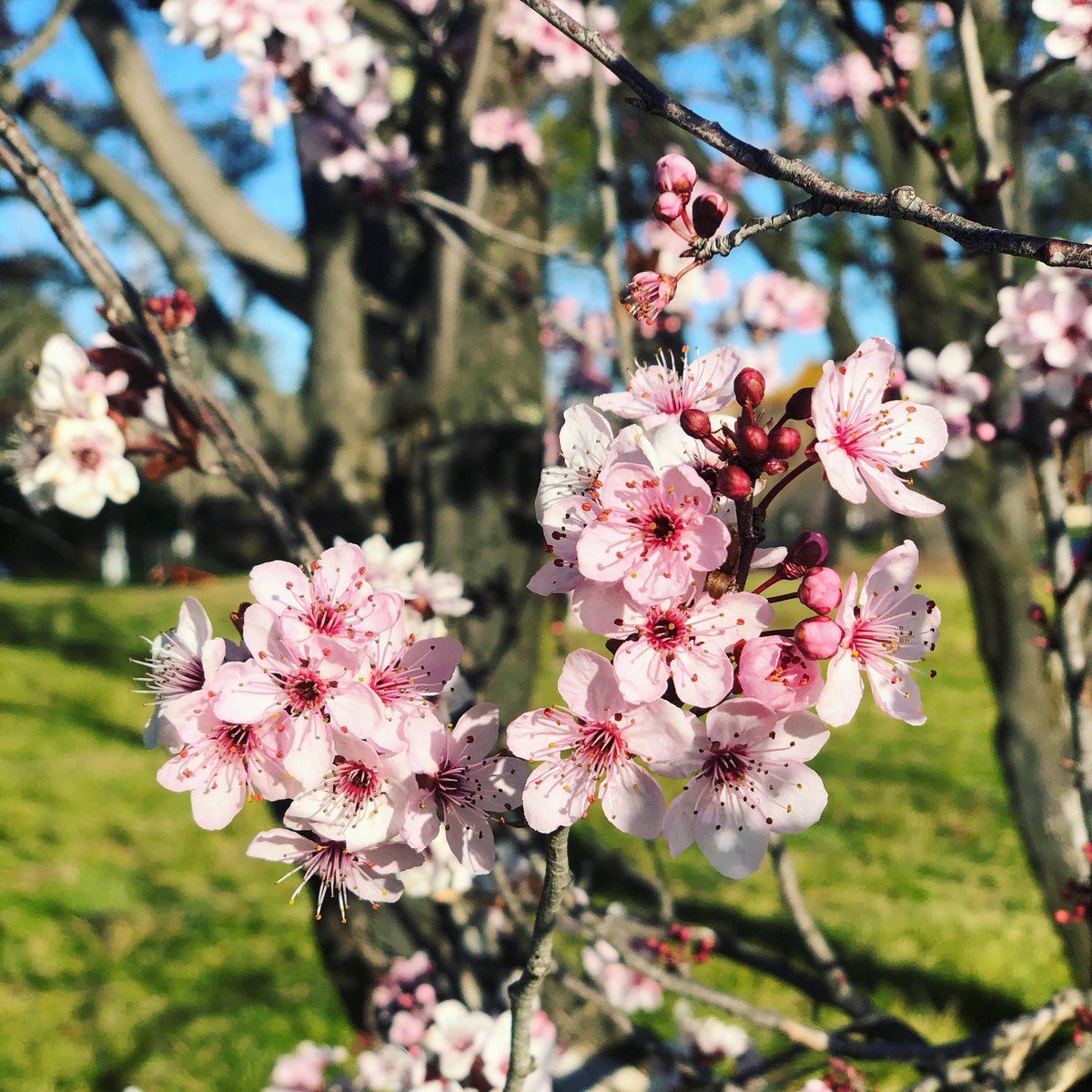 arachchistyle's tweet photo. Sakura 🌸
•
Follow us on Twitter 👉🏻 @arachchistyle
•
#flowers #spring #sakura #Canberra #australia #travelblogging #travelbloggers #travel #travelling #travelaustralia https://t.co/SItEOBbV5M