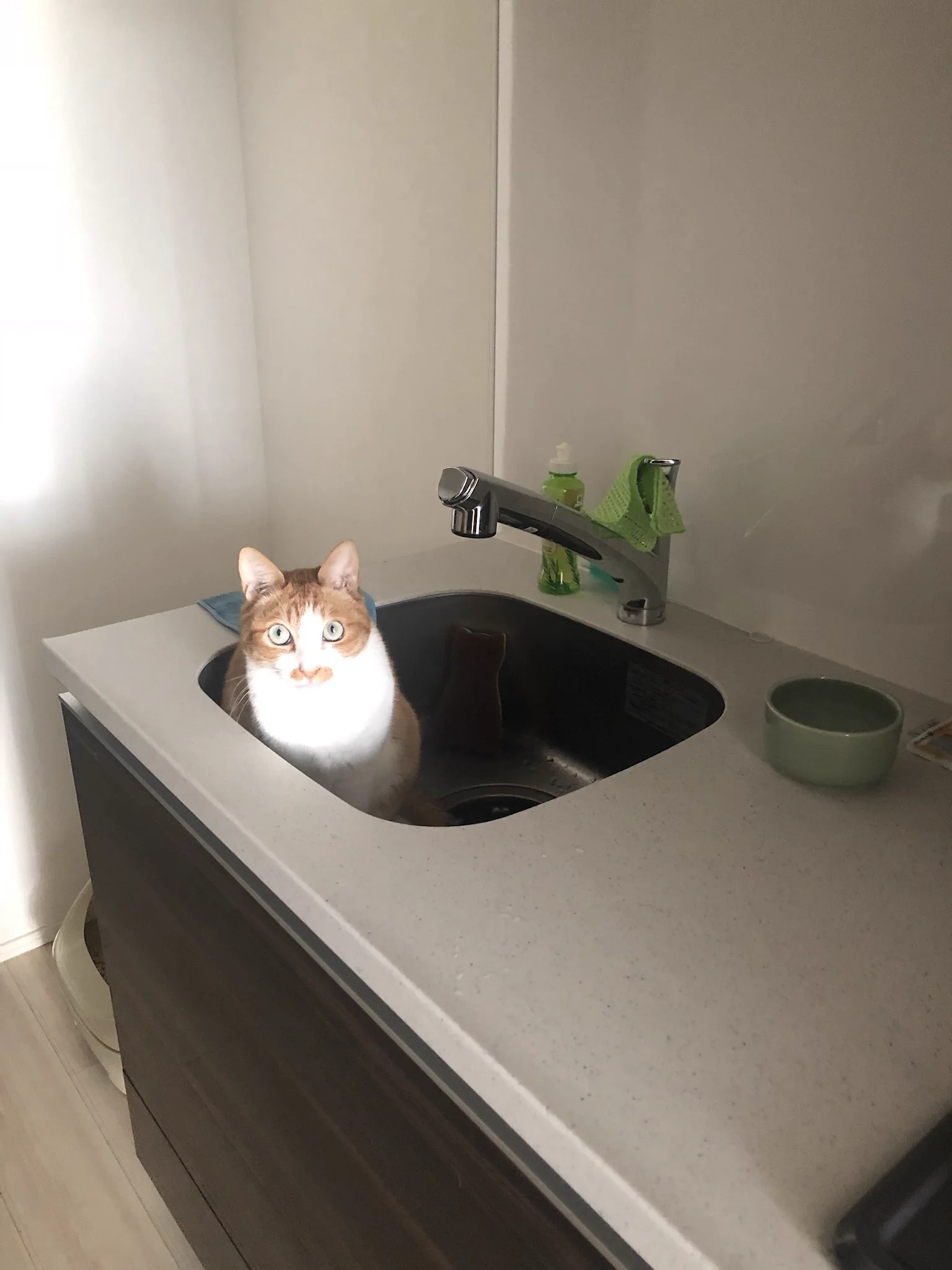 @nyantostos ご飯を変えたら、美味しかったのか、催促するようになったのよね…見つめてくると可愛いくてな…だから、ライトに切り替えたよね🍚 