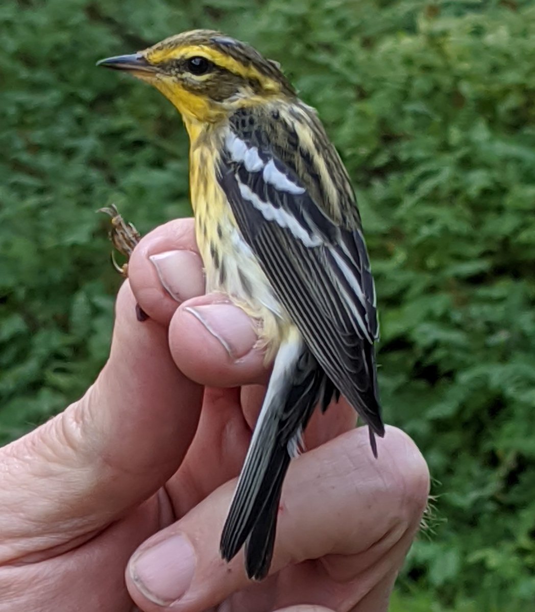 HawkGrrl2525's tweet photo. Great weekend. Lots of warbler species banded like this Blackburnian. Awww fall you are loved. #migration #confusingfallwarblers https://t.co/getsZf7ud9