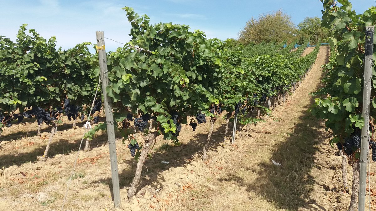 Philanthrop05's tweet photo. #Rhoihessen #Wingert #Rauscher
... wir sehen uns im Glas
#Wandern im Umland mit Ring-#Regenbogen um die Sonne
Ich liebe es! https://t.co/dzziN2yfiv