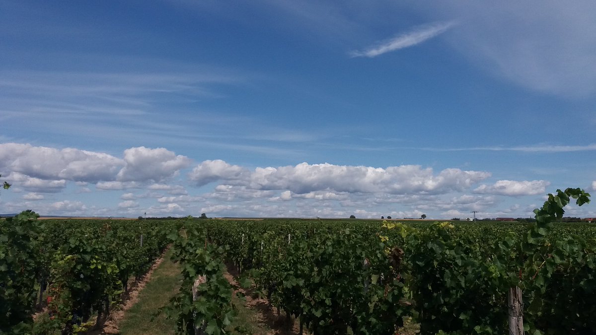 Philanthrop05's tweet photo. #Rhoihessen #Wingert #Rauscher
... wir sehen uns im Glas
#Wandern im Umland mit Ring-#Regenbogen um die Sonne
Ich liebe es! https://t.co/dzziN2yfiv