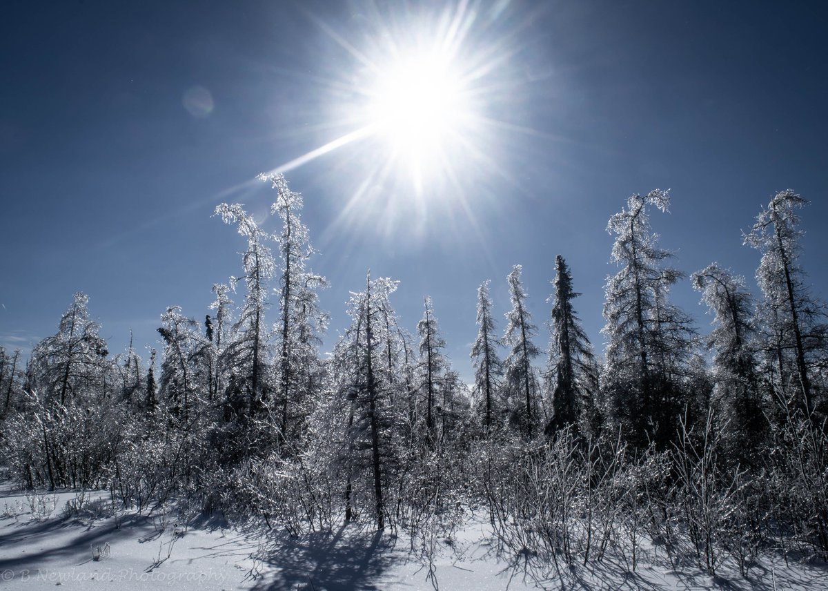 Ninth 906 Day Photo: Winter is long here. It's true. Sometimes stretching from November to April (with short days). But it is quiet, peaceful, and beautiful. In this shot, the sun catches the ice on swamp trees at Bay Mills Indian Community.