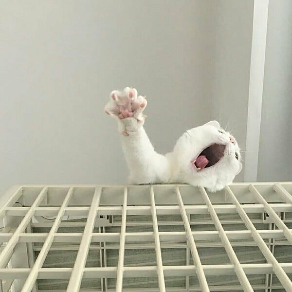 healwthanimals tweet picture