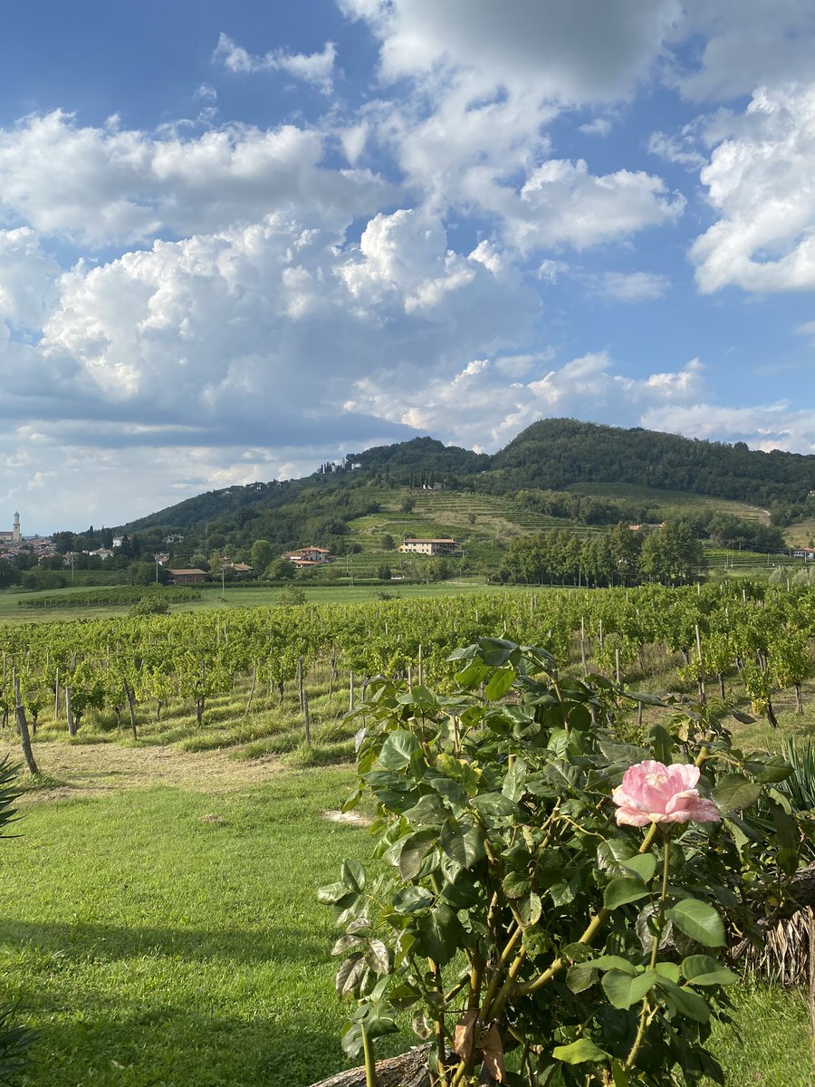 centochilometri's tweet photo. E poi c’è il Collio, aka la dolce vita. #LPinFVG https://t.co/SUCzvXC2av