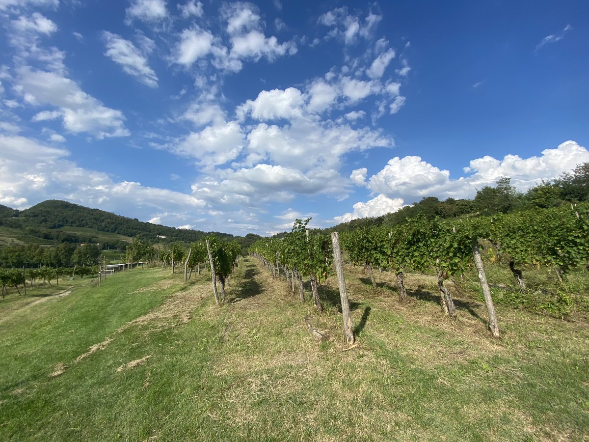 centochilometri's tweet photo. E poi c’è il Collio, aka la dolce vita. #LPinFVG https://t.co/SUCzvXC2av