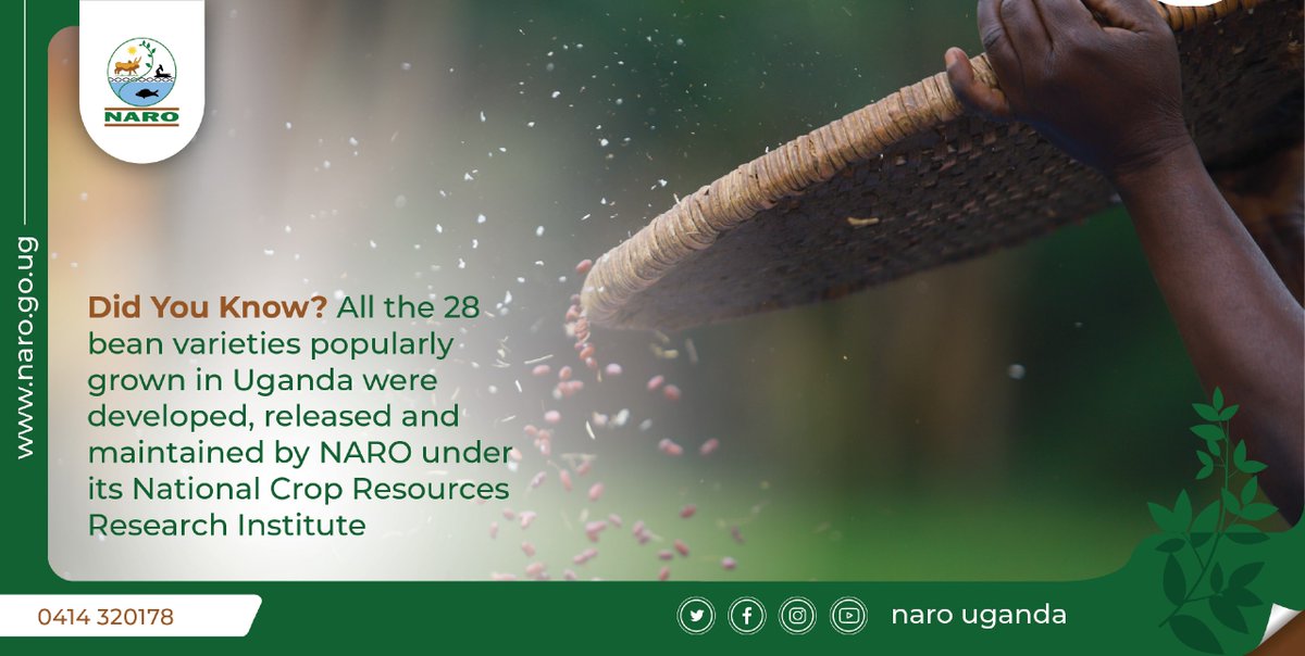 narouganda's tweet photo. All the 28 bean varieties popularly grown in Uganda were developed, released and maintained by NaCRRI. Currently, at least 950,000 metric tons are produced annually of which at least 30% is exported earning USD 40 Million in foreign exchange. https://t.co/3EjwLAiJij