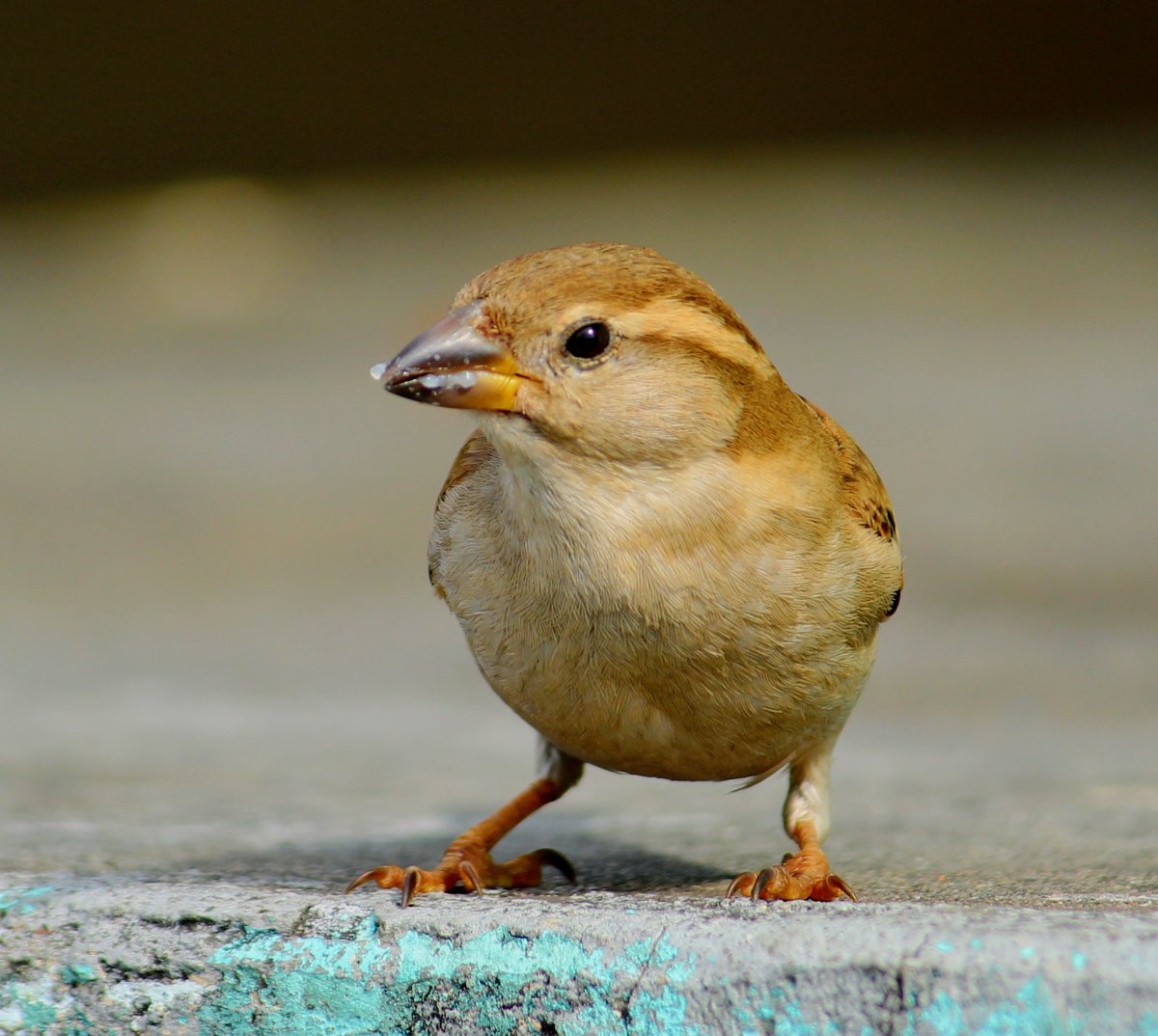 WildlifePhoto11's tweet photo. #photographylovers #clicinstant #birdslovers #findownway #loveourpassion #photography  #wildlifephotography #naturelovers https://t.co/7Q6L3KiUQT
