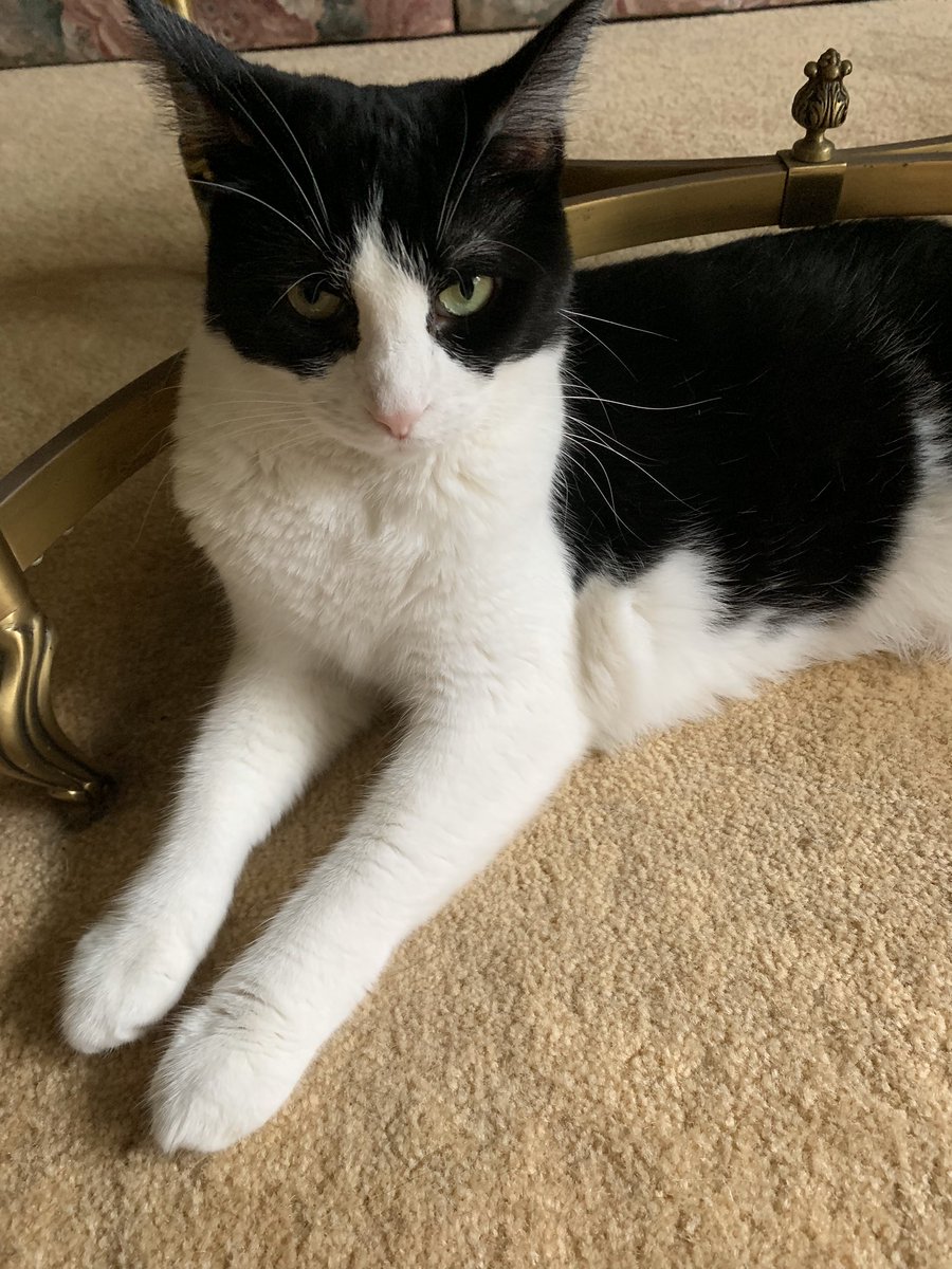Today we are celebrating our 6th birthday. Well we are not sure of the date but the rescue people said it was “in September” so we pick a different day every year!! Hope we get noms, treats &amp; toys 🎂🎈💥🐾😻🥰  Lubs Bonnie &amp; Clyde