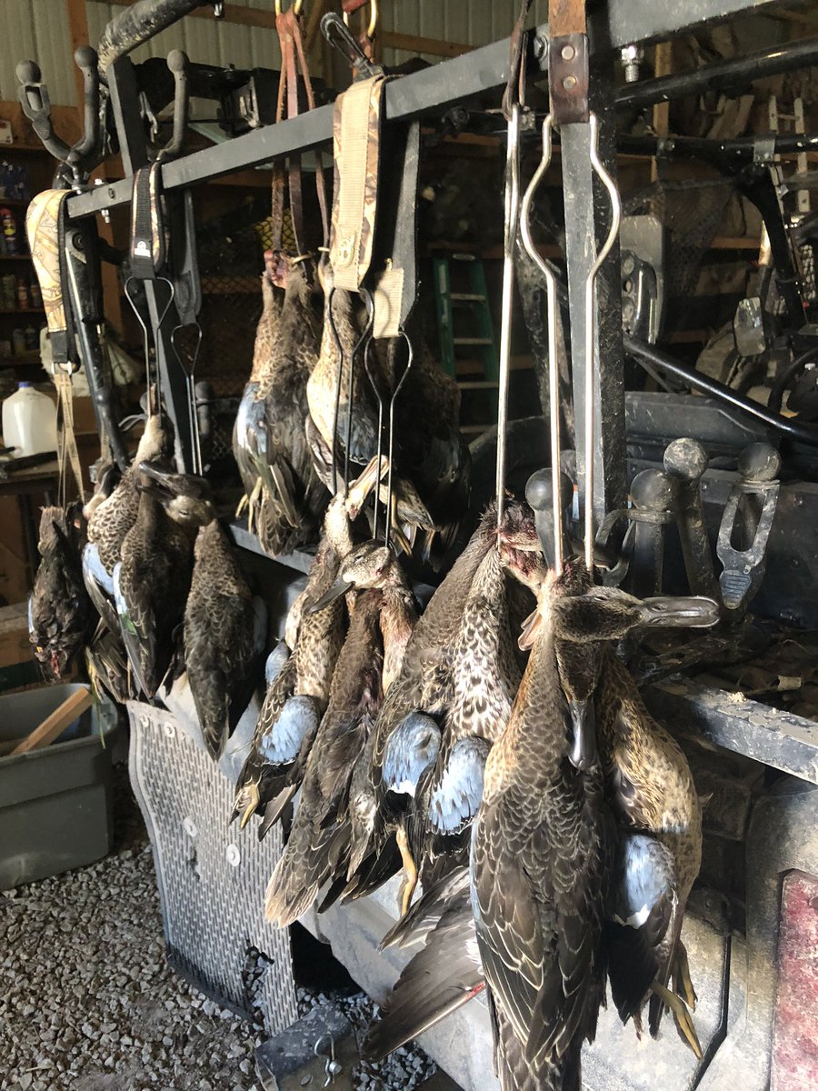 FourBoysDecoys's tweet photo. All organic free range. #conservation #gaveemaheadache #teal2020 #Makeemsmile https://t.co/I87Ho1ev1q