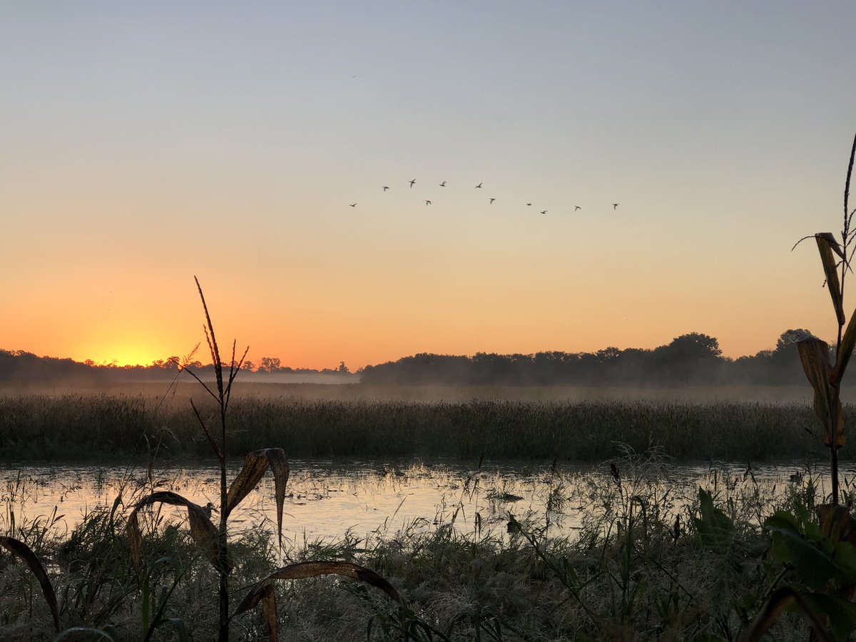 FourBoysDecoys's tweet photo. All organic free range. #conservation #gaveemaheadache #teal2020 #Makeemsmile https://t.co/I87Ho1ev1q