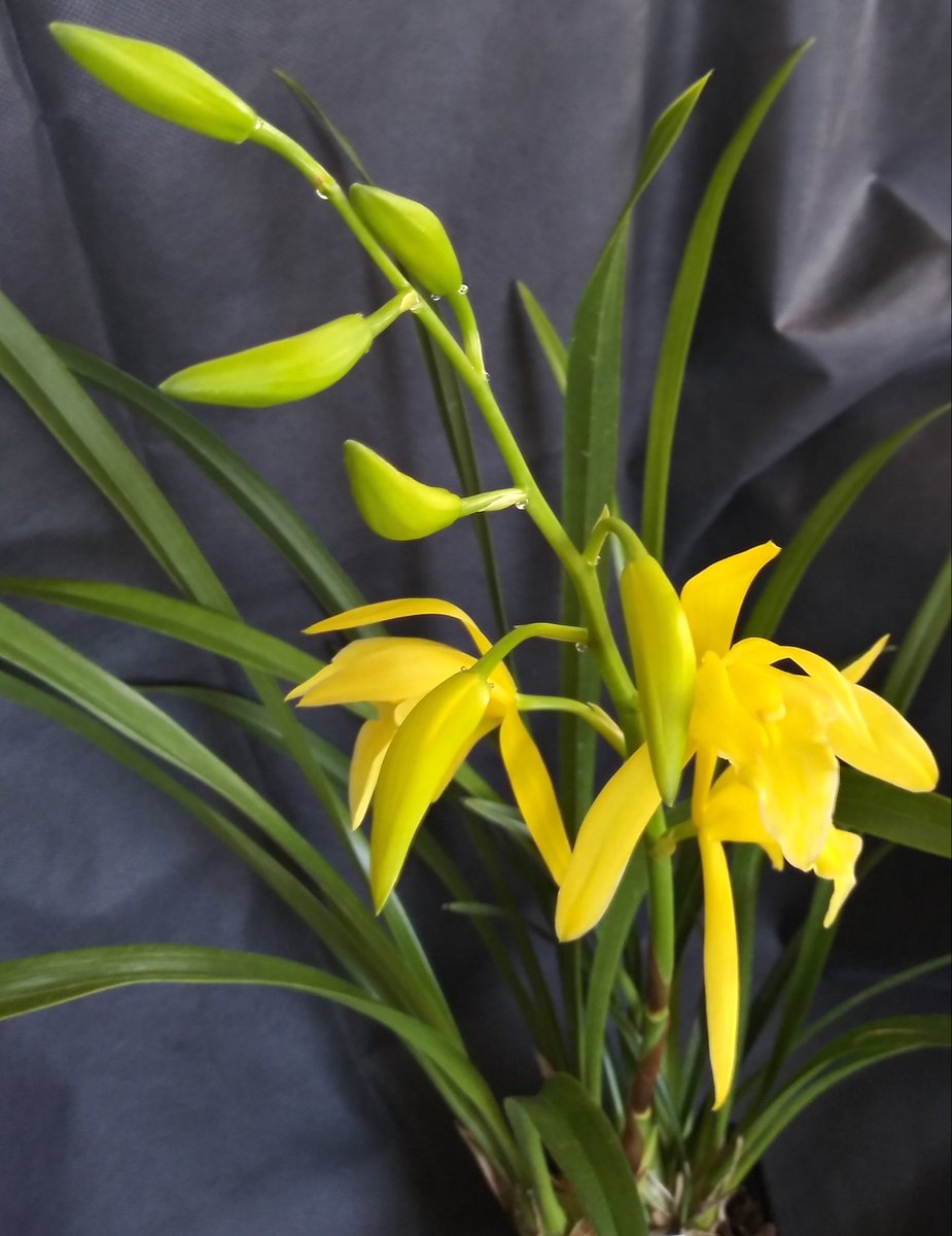 PetrovichBilly's tweet photo. and there's an update on #MyFirstCymbidium #orchidcommunitychatter https://t.co/h7RaVmAmVP